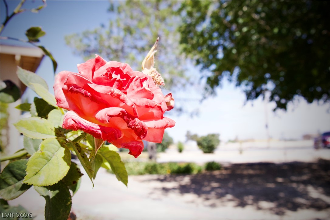 4501 East Kellogg Road Pahrump, NV 89061 - Photo 50 of 52 Lush red rose petals unfurl, hinting at the delightful garden spaces of this property.