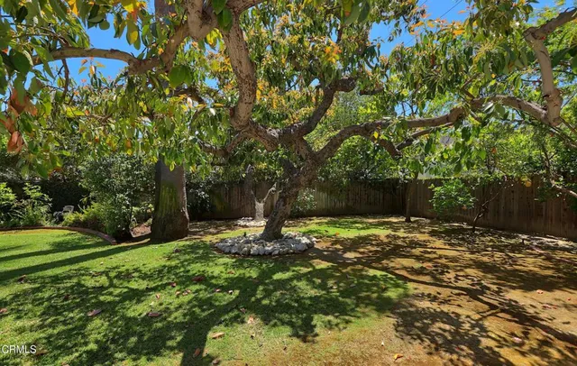a view of a park with large trees