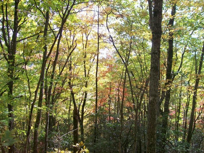 Lot 217 Jason Road Pikeville, TN 37367 - Photo 13 of 26 100_1335