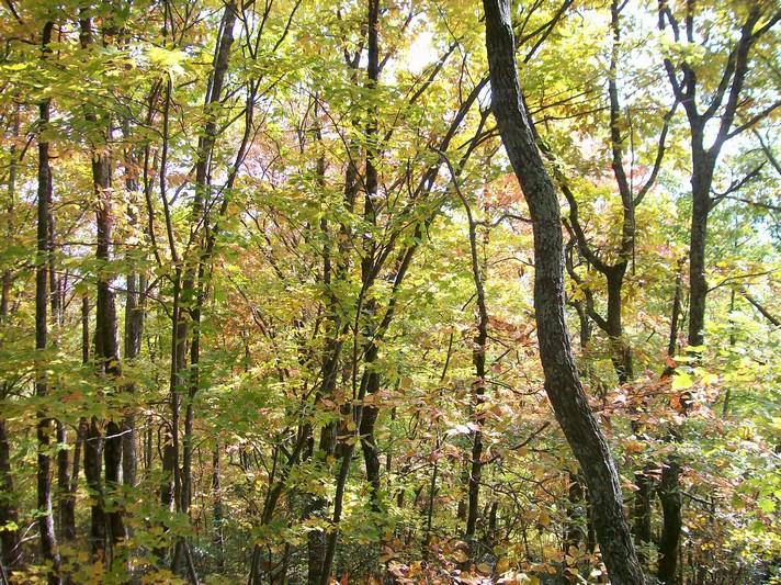 Lot 217 Jason Road Pikeville, TN 37367 - Photo 14 of 26 100_1336