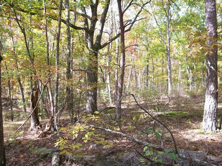 Lot 217 Jason Road Pikeville, TN 37367 - Photo 18 of 26 100_1340