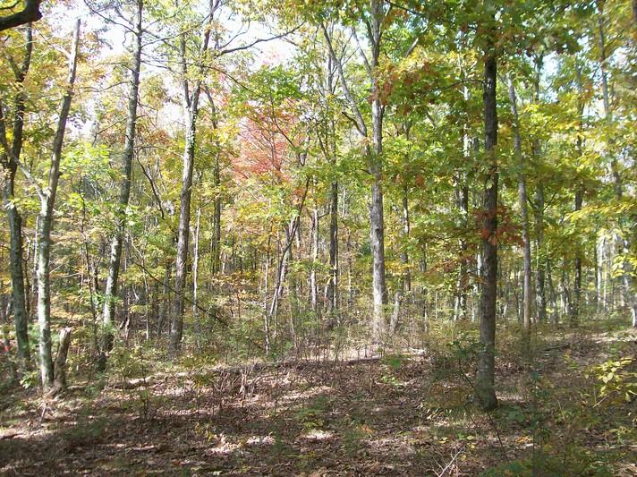 Lot 217 Jason Road Pikeville, TN 37367 - Photo 19 of 26 100_1341