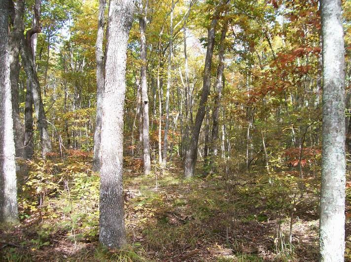 Lot 217 Jason Road Pikeville, TN 37367 - Photo 20 of 26 100_1342