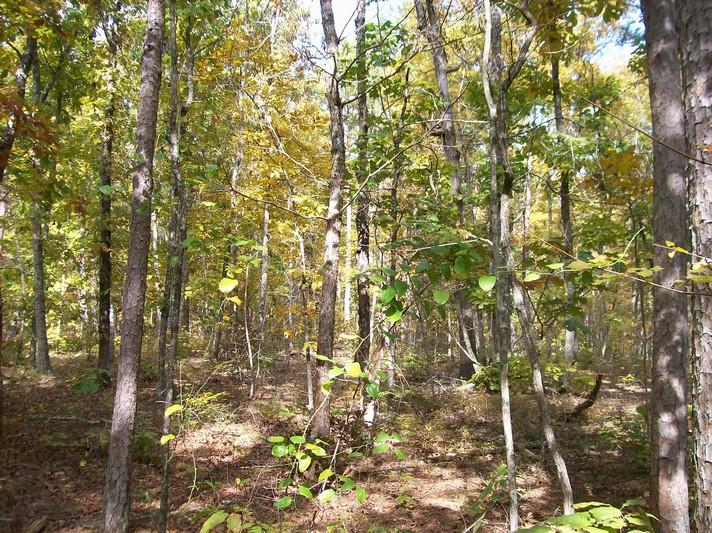 Lot 217 Jason Road Pikeville, TN 37367 - Photo 22 of 26 100_1344