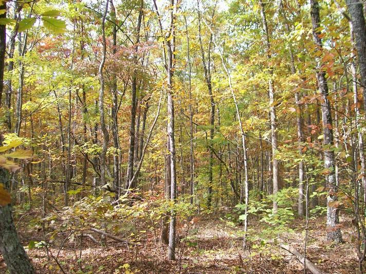 Lot 217 Jason Road Pikeville, TN 37367 - Photo 23 of 26 100_1345
