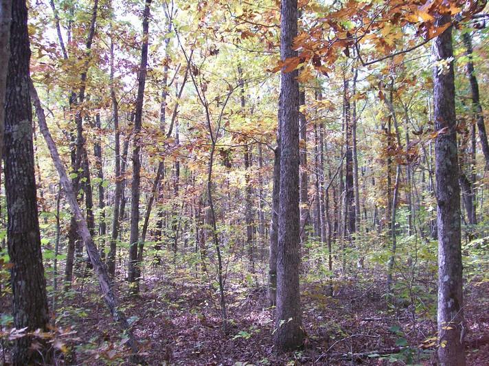 Lot 217 Jason Road Pikeville, TN 37367 - Photo 24 of 26 100_1346