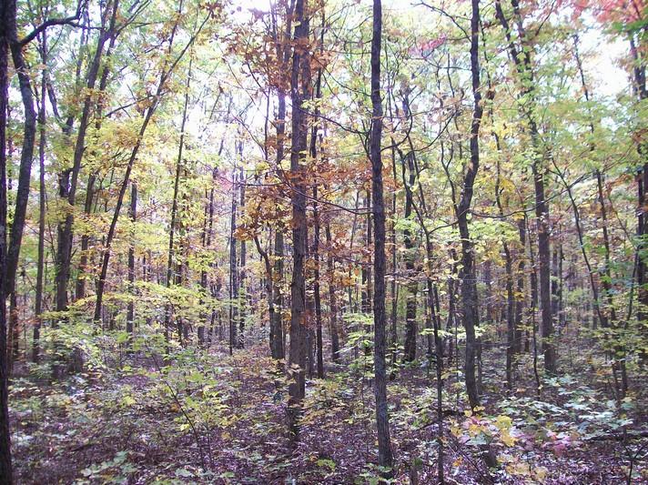 Lot 217 Jason Road Pikeville, TN 37367 - Photo 25 of 26 100_1347