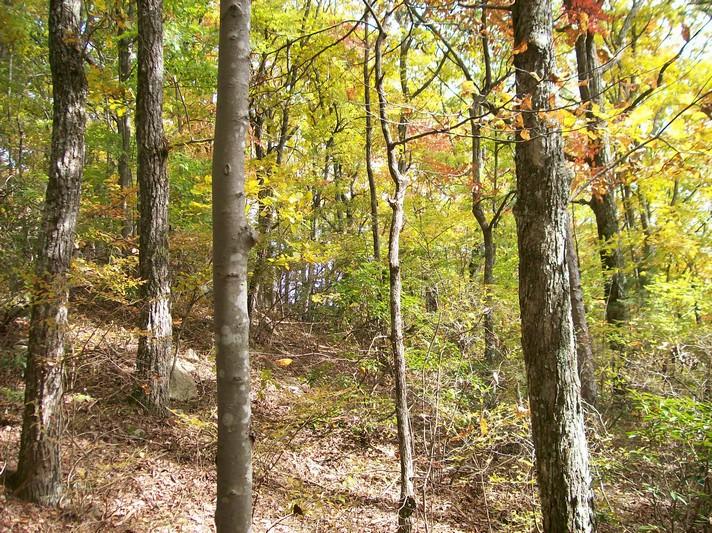 Lot 217 Jason Road Pikeville, TN 37367 - Photo 9 of 26 100_1331