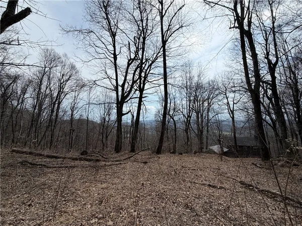 a view of backyard space with large trees