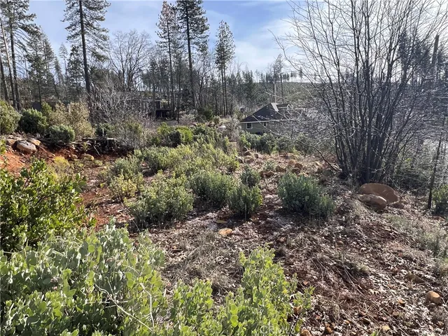 a view of a yard with plants and large trees