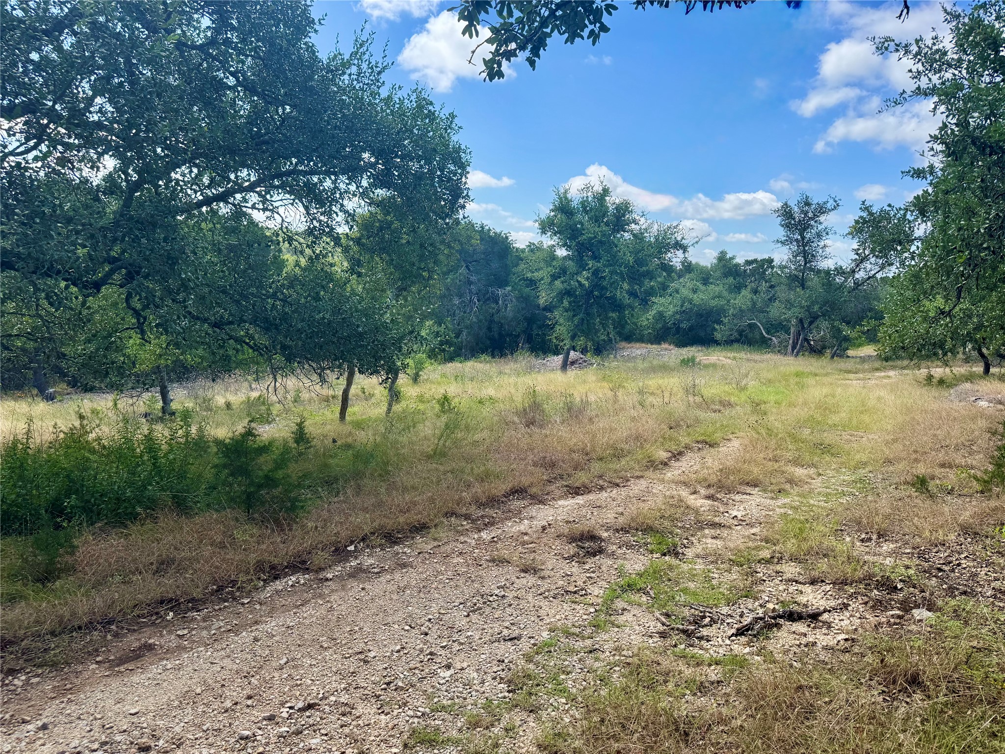 242 Landons Way Georgetown, TX 78633 - Photo 2 of 30 A natural, untamed landscape with mature trees bordering a verdant expanse of grass.