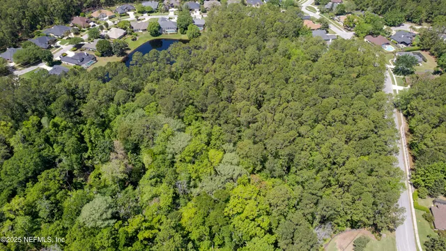 a view of a tree with a plant