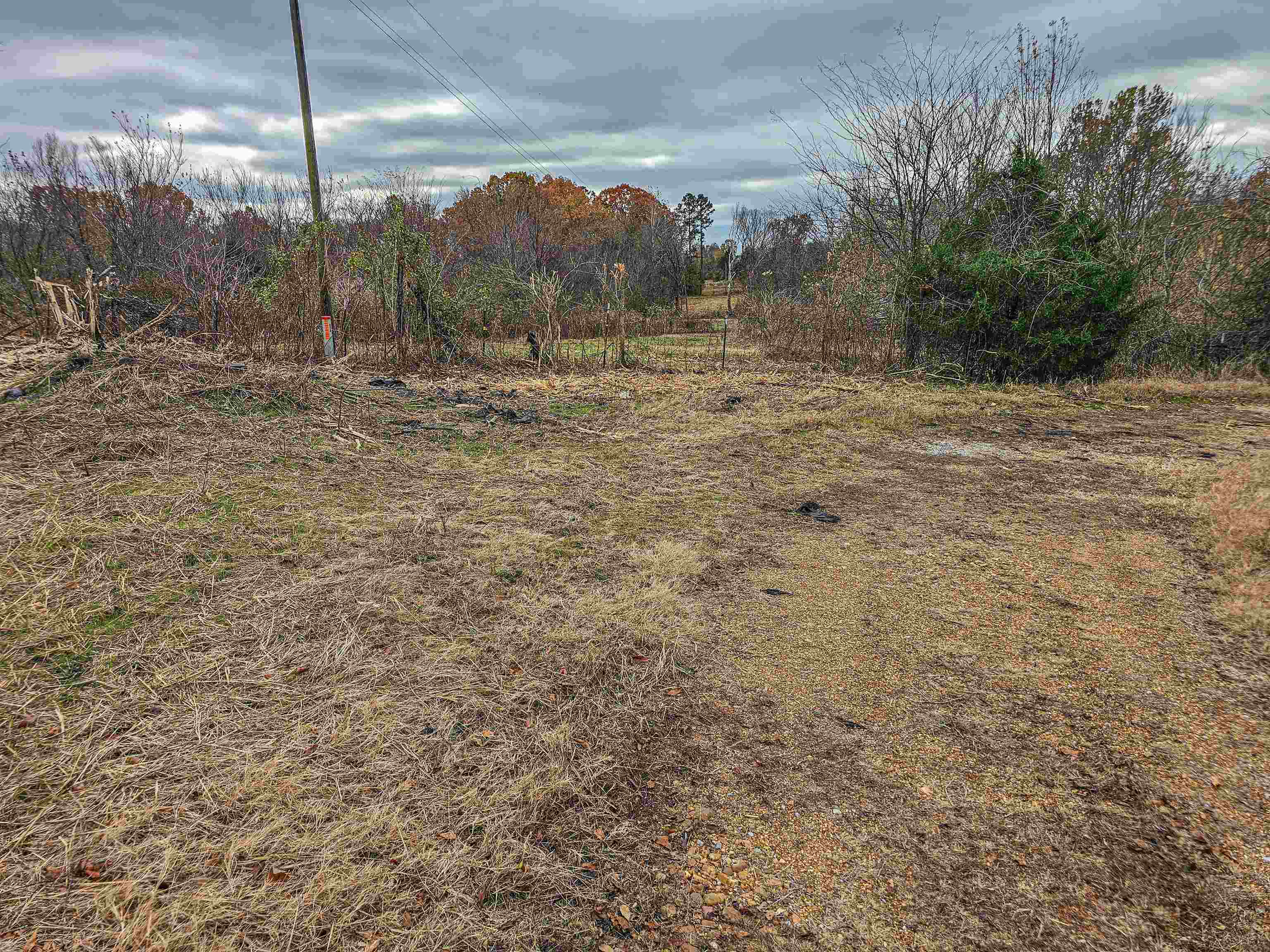 Fisherville Road Collierville, TN 38017 - Photo 11 of 30 a view of a backyard with trees