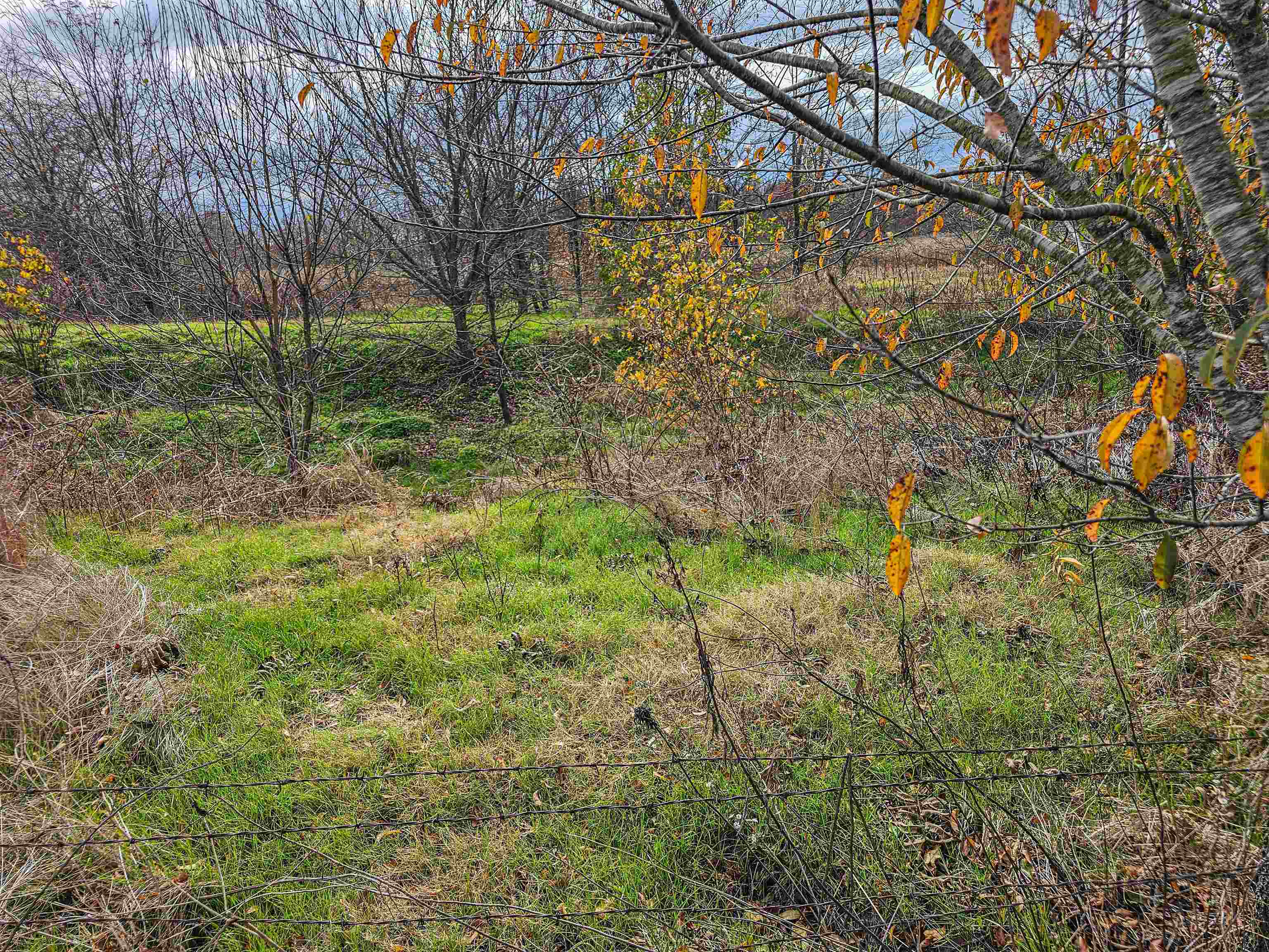 Fisherville Road Collierville, TN 38017 - Photo 24 of 30 a view of yard covered with trees