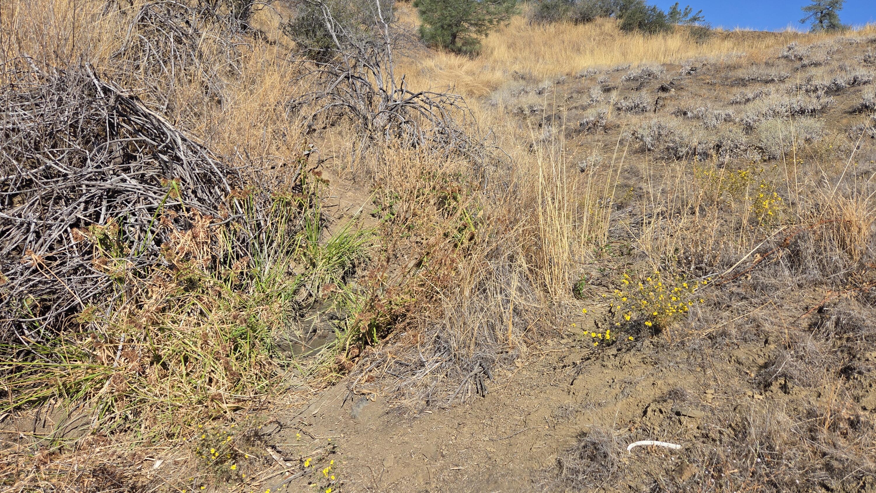 Lot 64 Gogo Road Igo, CA 96047 - Photo 32 of 36 20260916_111227