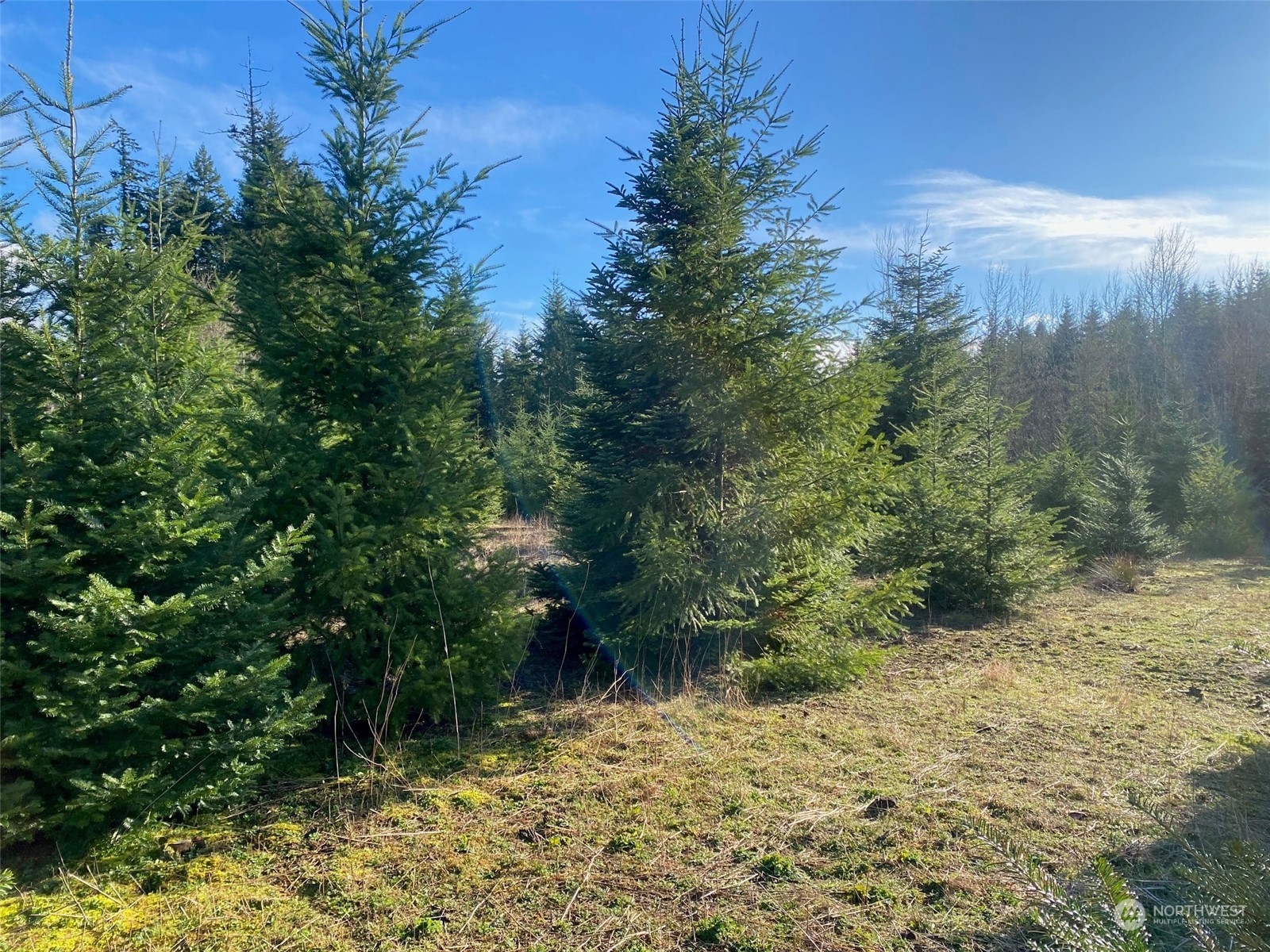 1 Brockway Road Chehalis, WA 98532 - Photo 5 of 14 a view of a yard with plants and large trees