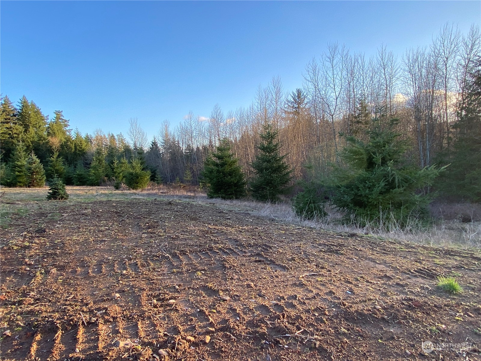 1 Brockway Road Chehalis, WA 98532 - Photo 6 of 14 a view of a forest with trees in the background