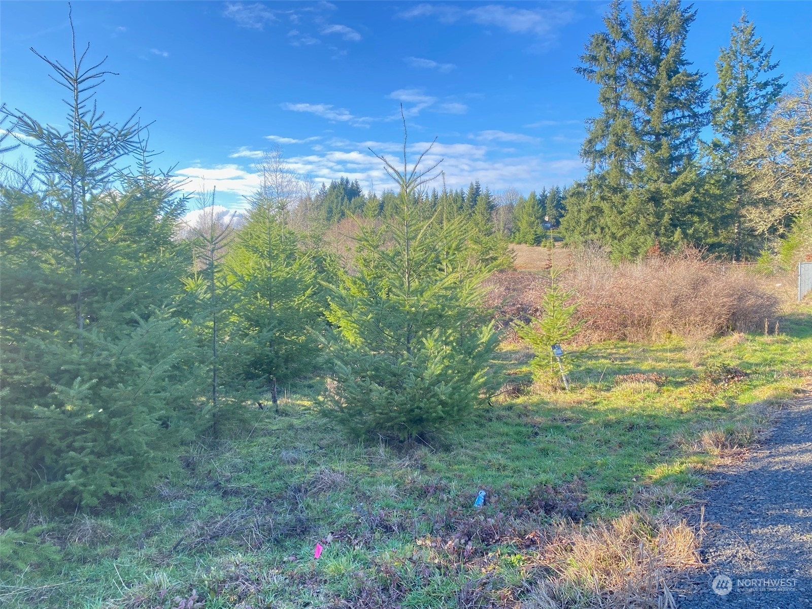 1 Brockway Road Chehalis, WA 98532 - Photo 8 of 14 a view of a yard with a tree