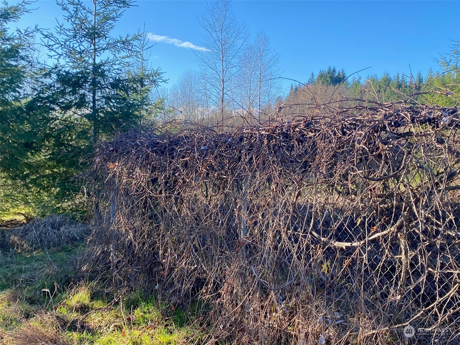 1 Brockway Road Chehalis, WA 98532 - Photo 10 of 14 a view of a yard