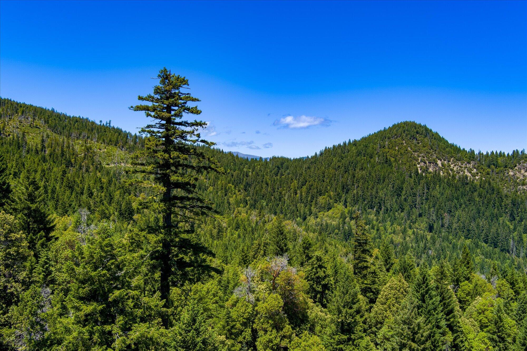 0 Forest Rte 4N20 Road Hayfork, CA 96041 - Photo 1 of 22