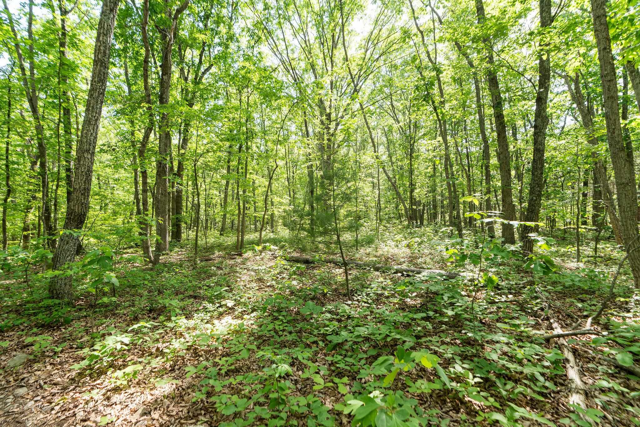 0 Cold Springs Road Stuarts Draft, VA 24477 - Photo 10 of 10 Gallery Image 10