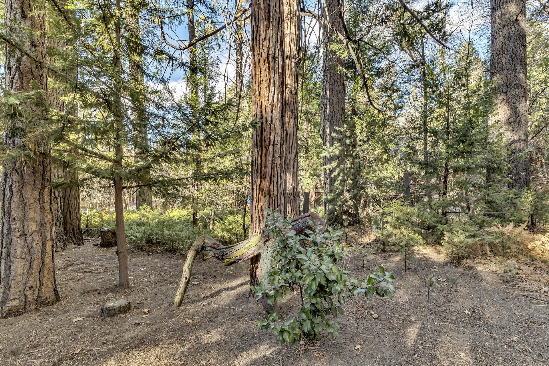 54865 Strong Drive Idyllwild, CA 92549 - Photo 26 of 27 a view of outdoor space and trees