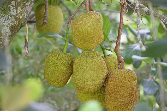 $2,995,000 | 16559 Rustic Road, Wellington, FL 33470