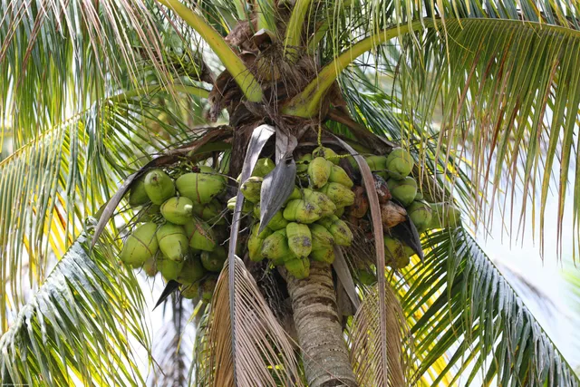 $2,995,000 | 16559 Rustic Road, Wellington, FL 33470