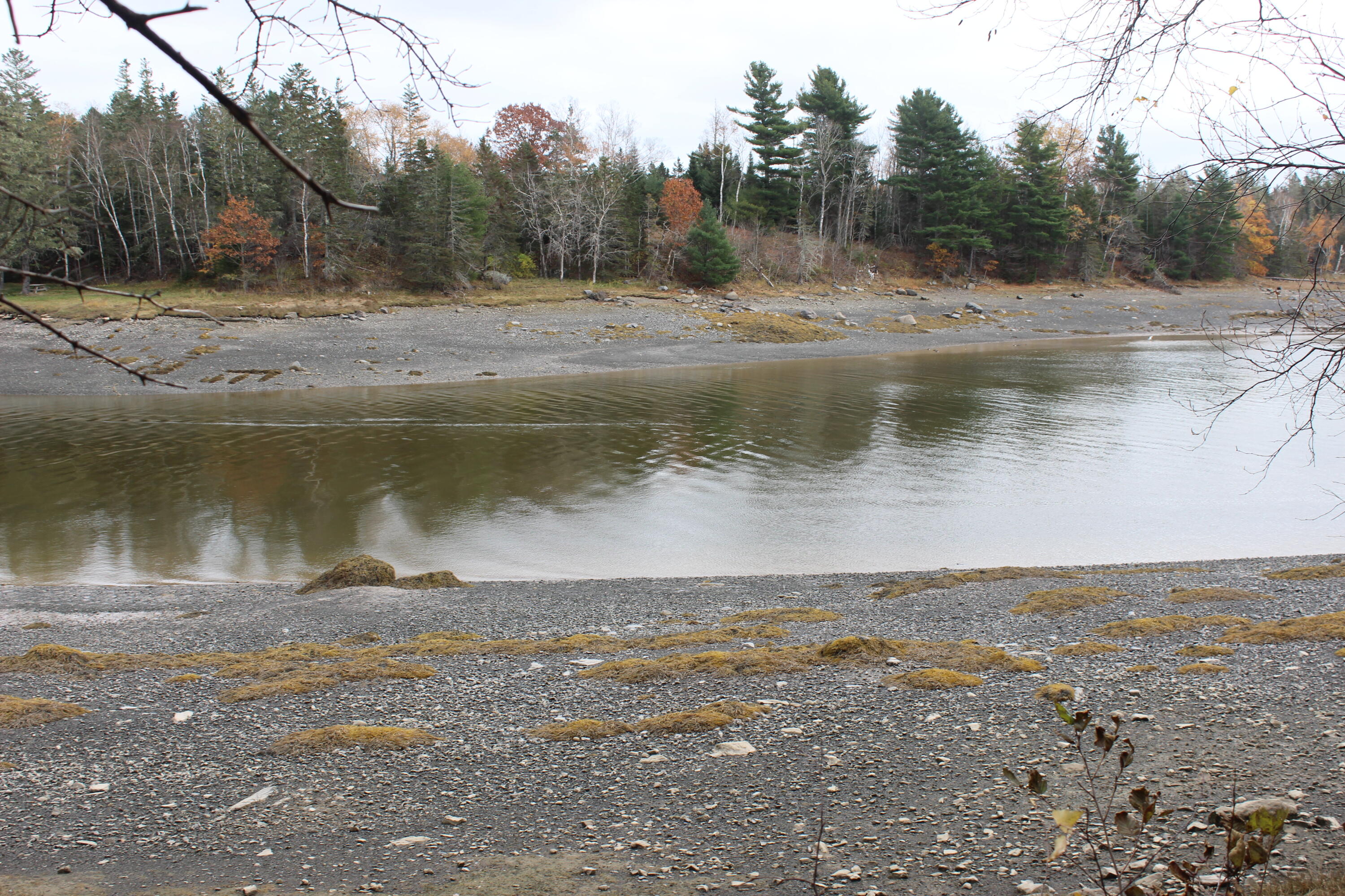 Lot #5 Hardy Point Road Pembroke, ME 04666 - Photo 9 of 19 IMG_3283