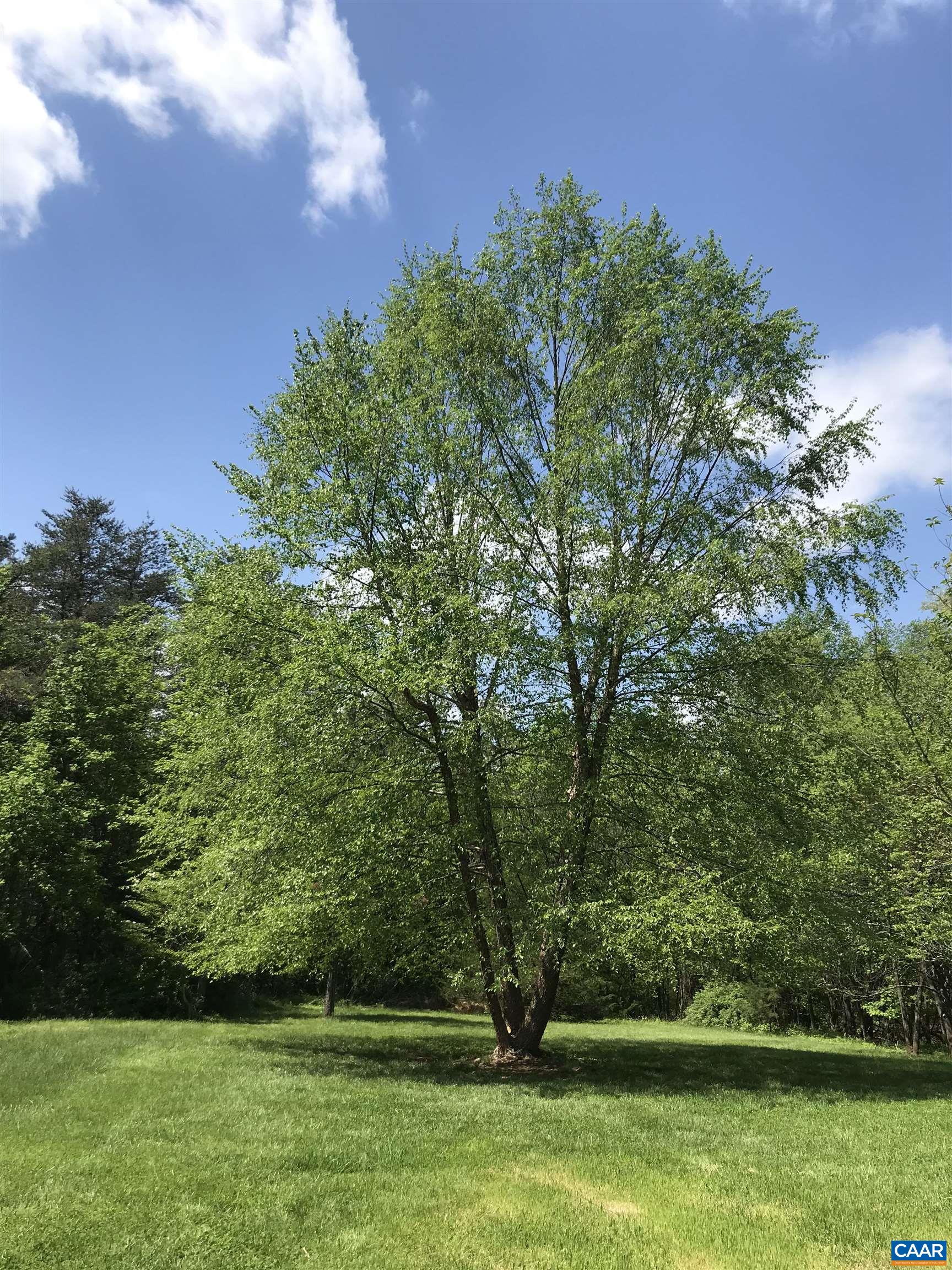1008 Highlands Drive Charlottesville, VA 22901 - Photo 38 of 41 a view of a yard with a trees