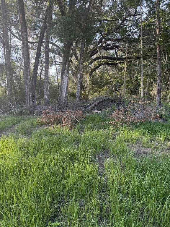 a big yard with lots of green space and plants