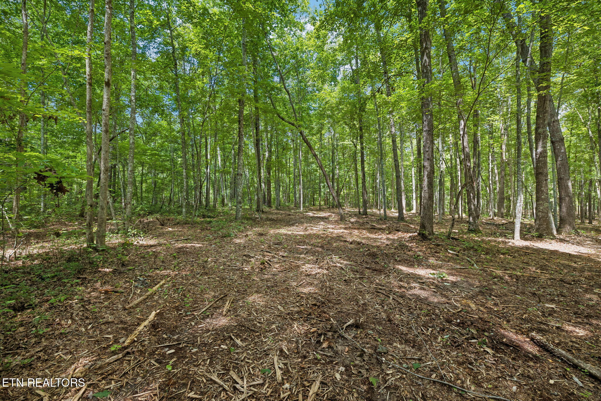 Sheep Ranch Road, Unit TRACT 7 Robbins, TN 37852 - Photo 10 of 35 5-1 Sheep Ranch Rd Lot 7 - 005