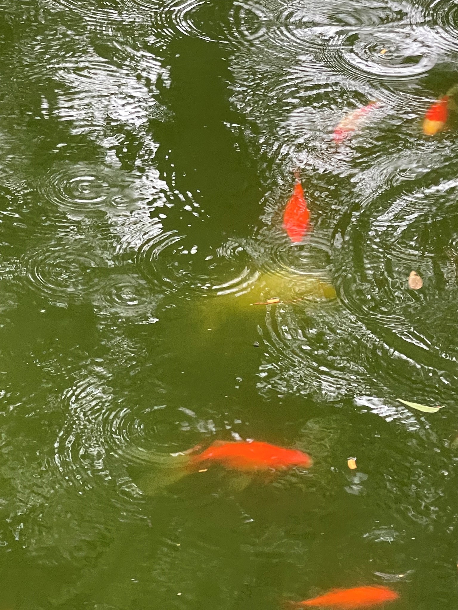 4628 Roseneath Drive, Unit A Houston, TX 77021 - Photo 19 of 21 Several Koi. Pond is maintained by landlord.