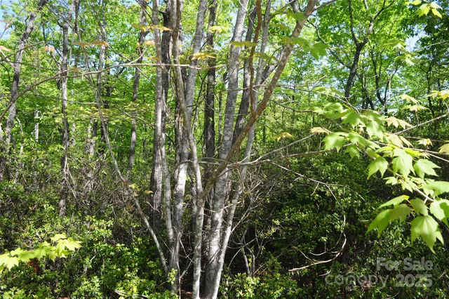 a view of a lush green forest