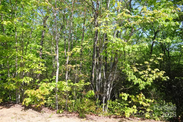 a view of a plant with a tree