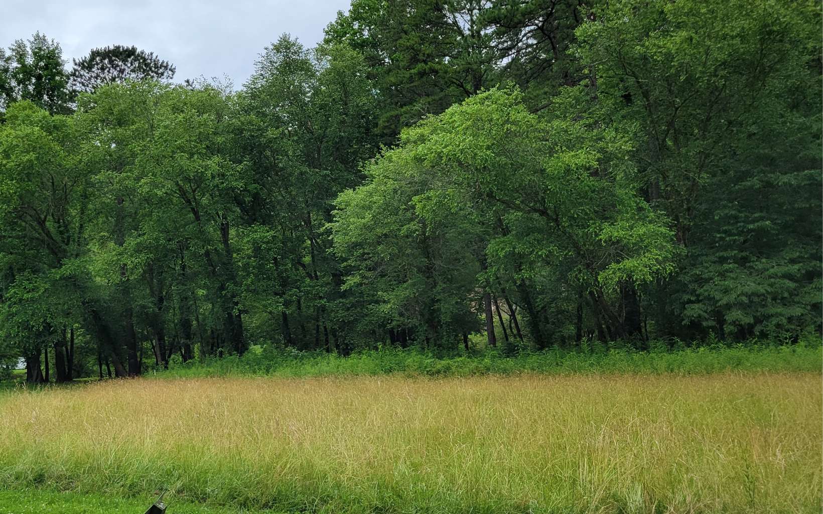 River Farm Drive Murphy, NC 28906 - Photo 2 of 11 a view of a lush green forest