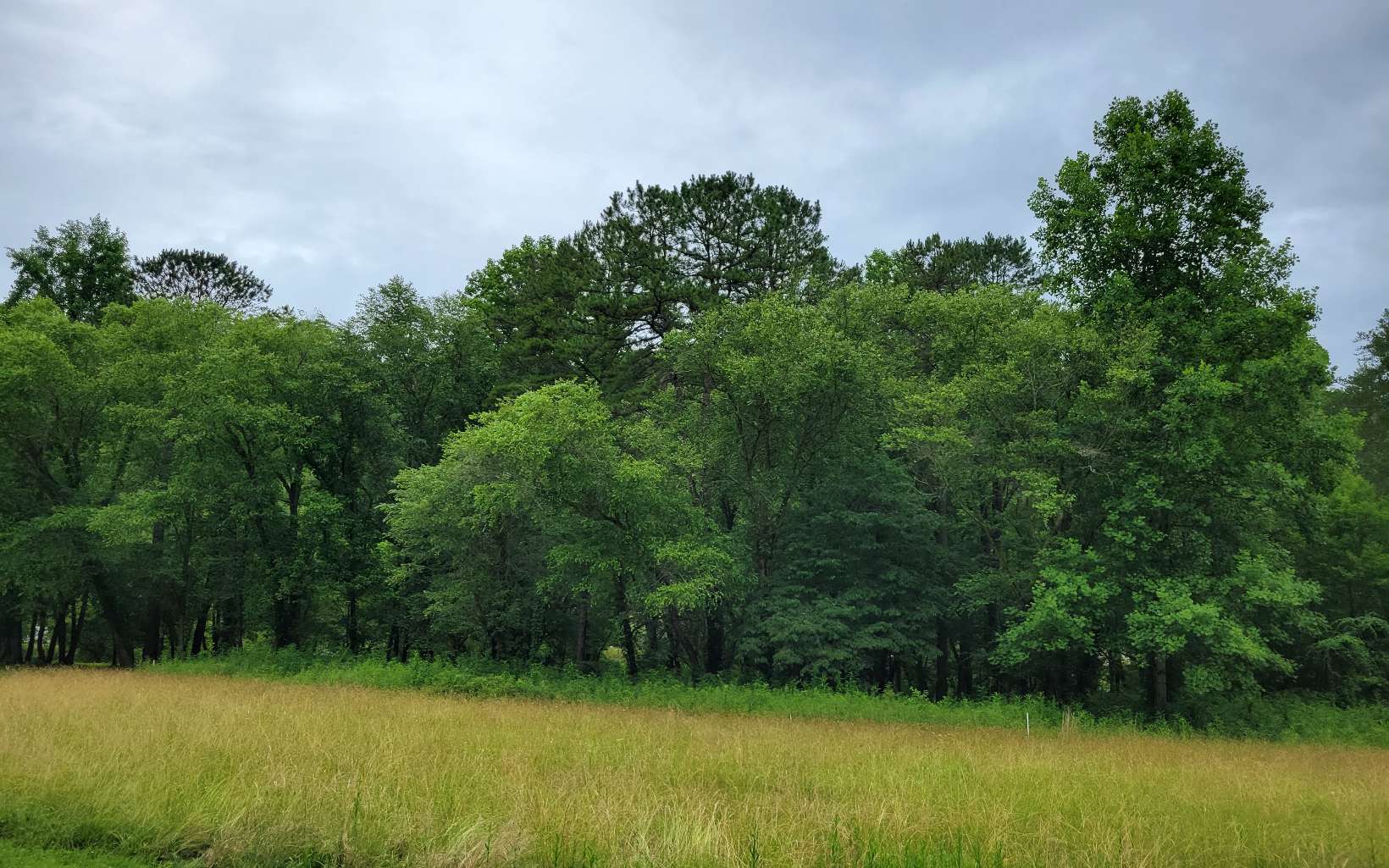 River Farm Drive Murphy, NC 28906 - Photo 5 of 11 a view of a green yard