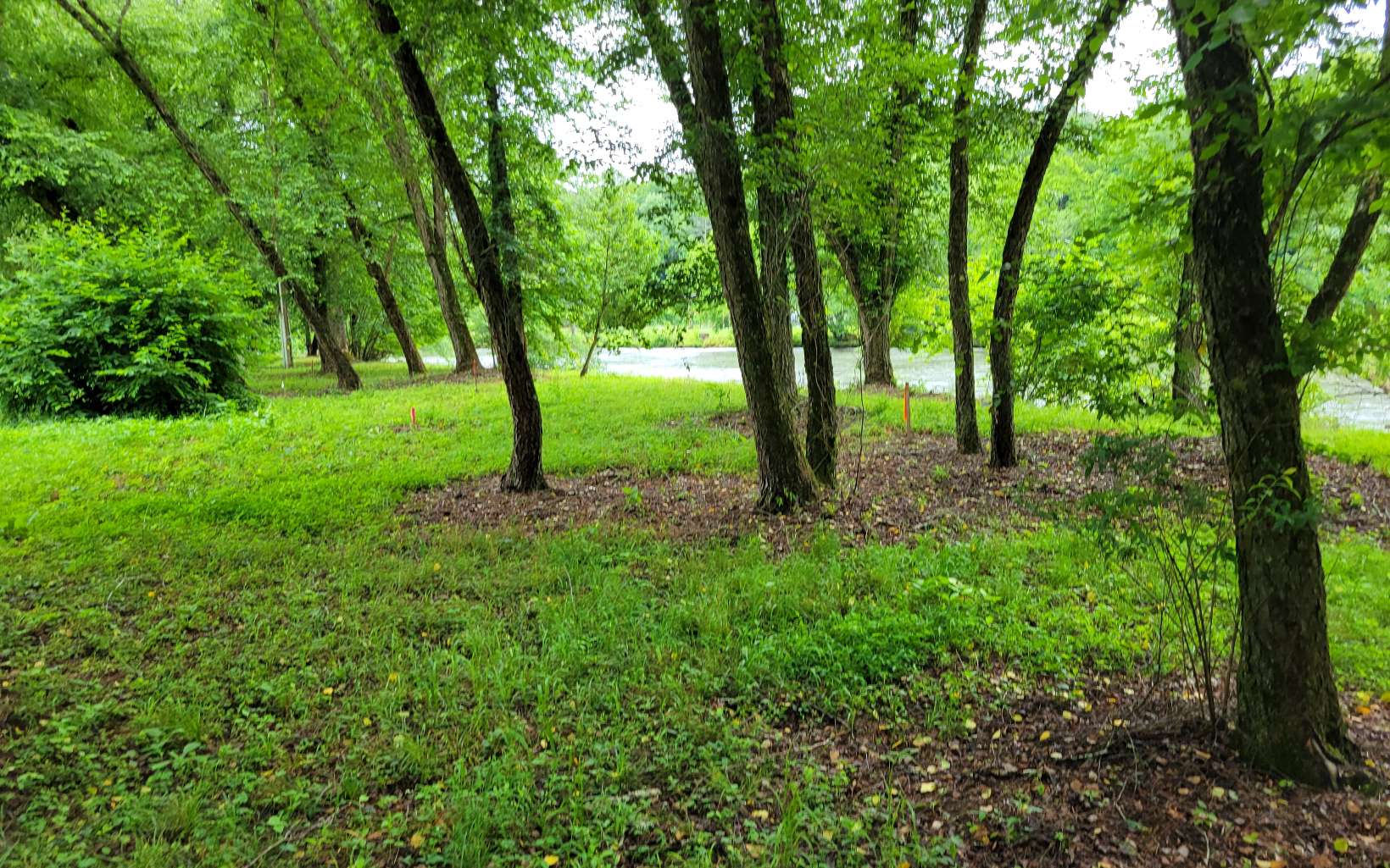 River Farm Drive Murphy, NC 28906 - Photo 7 of 11 a view of a forest with trees