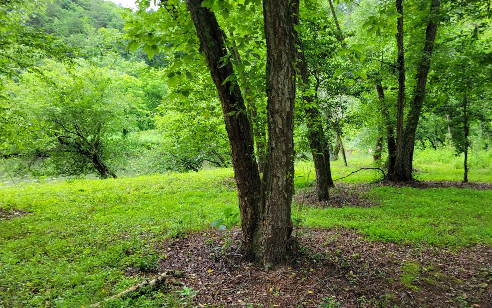 River Farm Drive Murphy, NC 28906 - Photo 8 of 11 a view of lush green forest