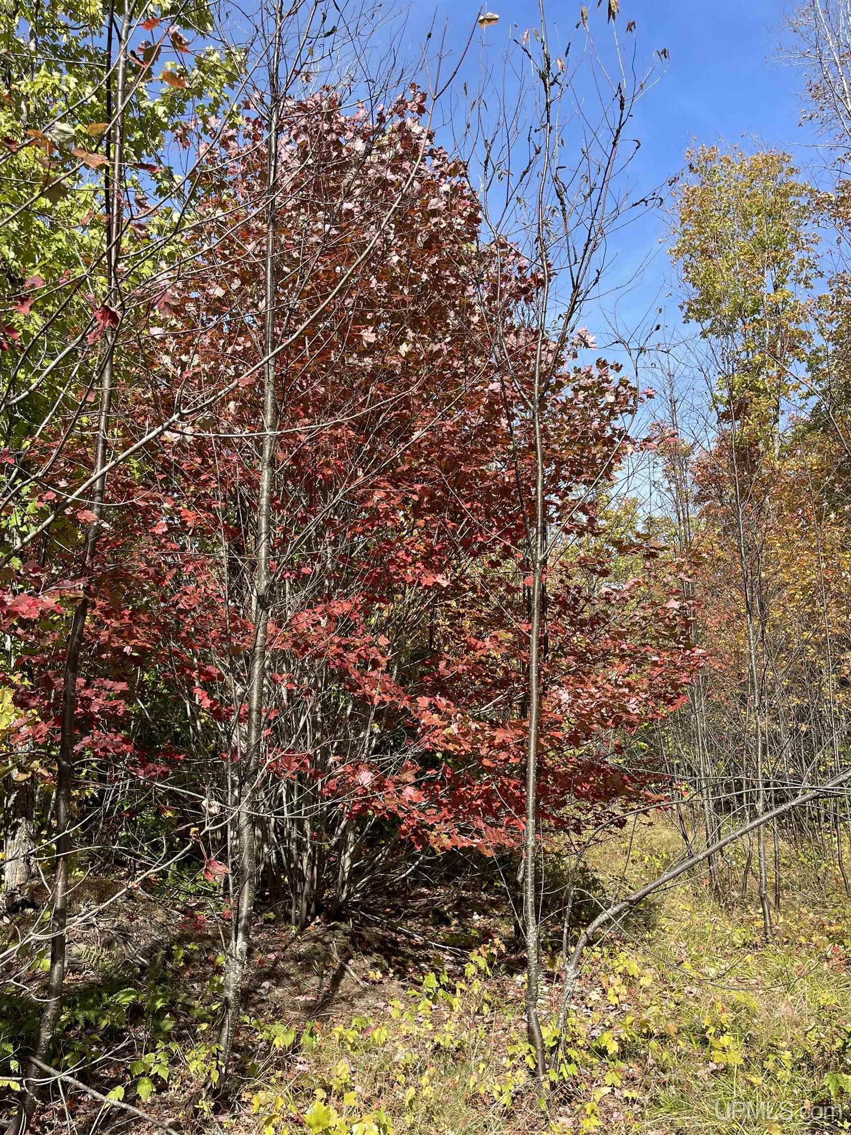 160 Acres Off H-58 Road Seney, MI 49883 - Photo 25 of 26