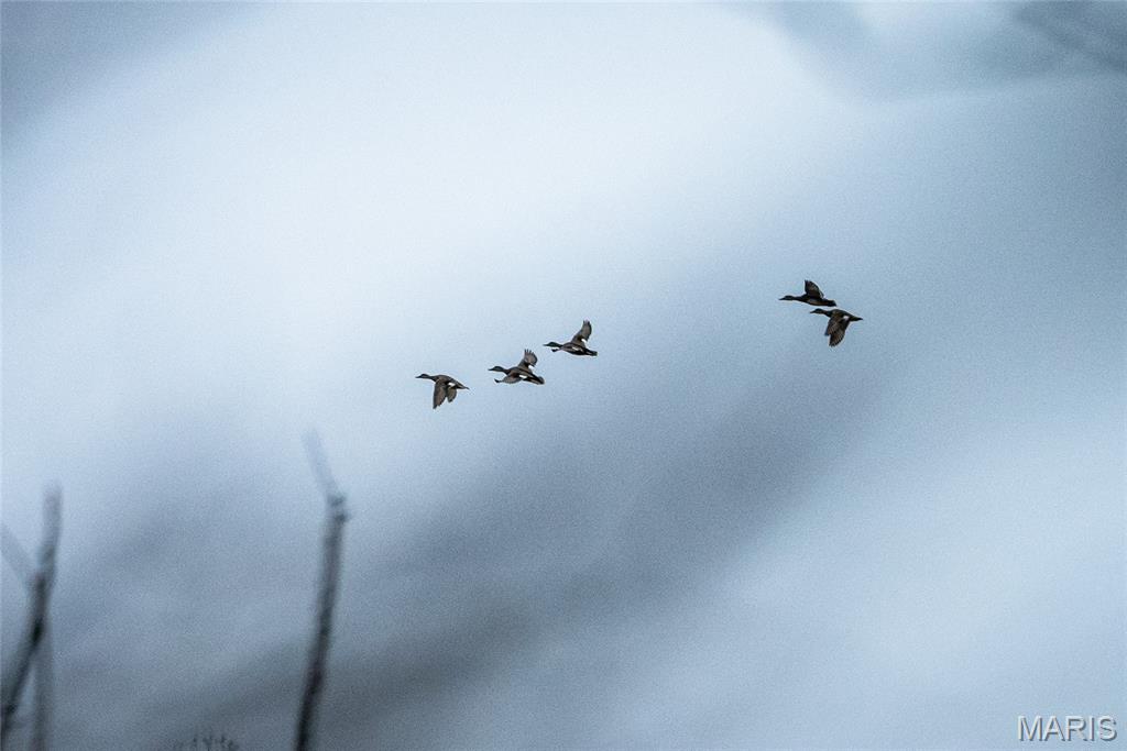 10000 Rieder Road Lebanon, IL 62254 - Photo 18 of 63