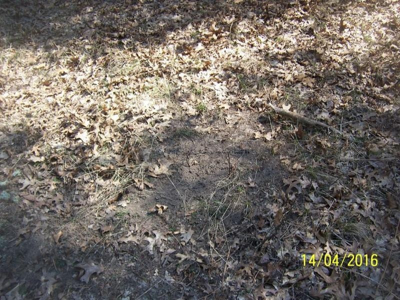 1656 North Greenville Road Stanton, MI 48888 - Photo 5 of 7 100_3248