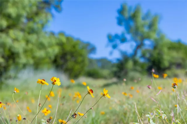 a view of a yard with a slide and a tree