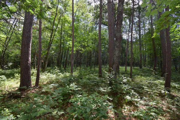 $95,000 | Lot 2 Saylors Lane, Frederic, WI 54837