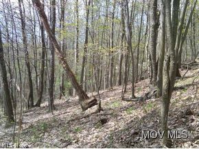 0 Bear Run Road Cairo, WV 26337 - Photo 11 of 24