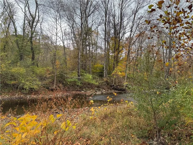a view of a forest with trees in the background