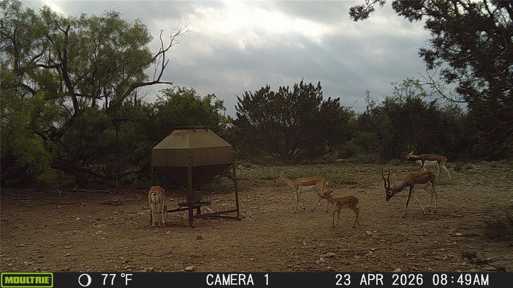 21800 Rr 11 Millersview, TX 76862 - Photo 31 of 40