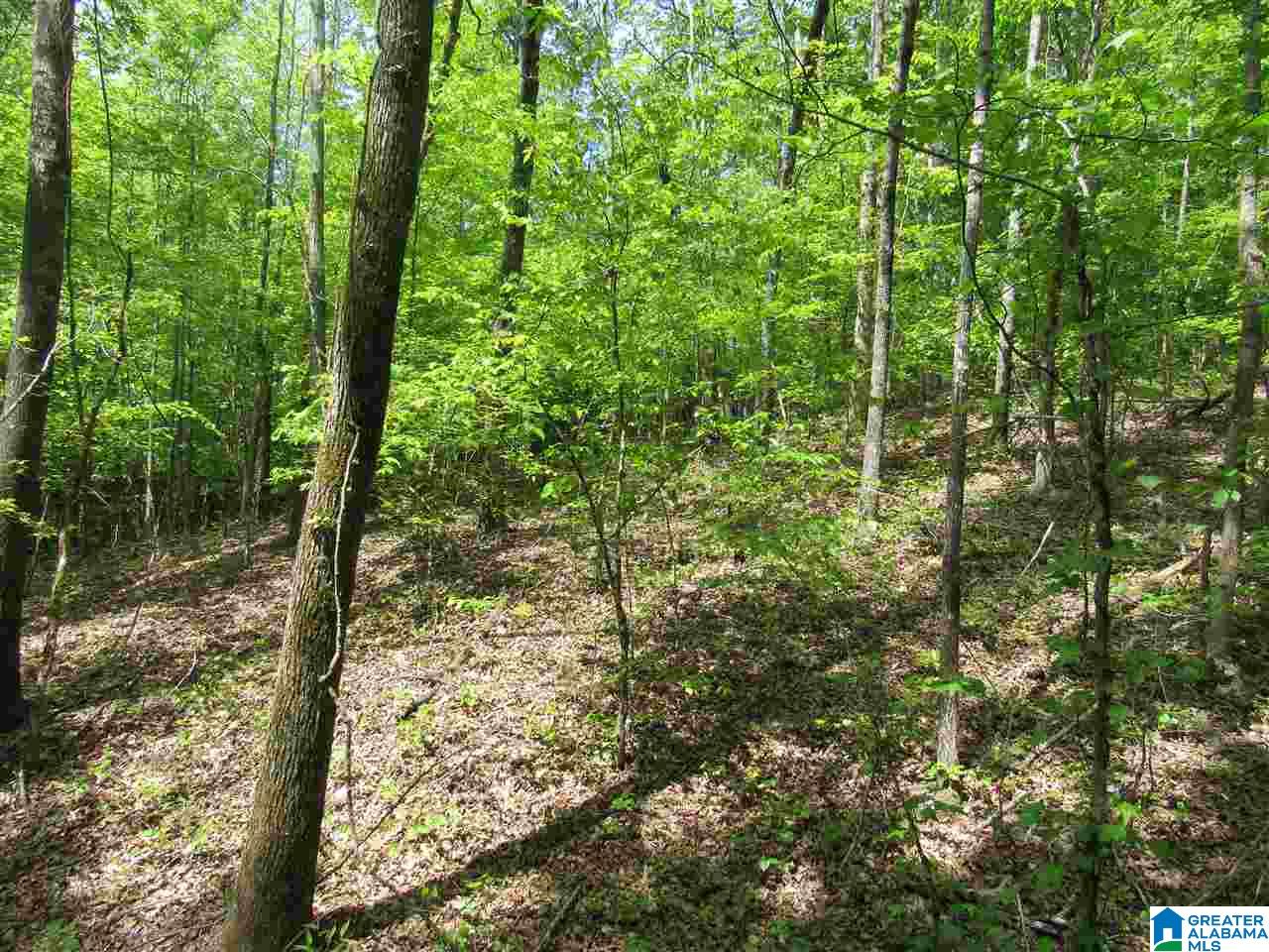 0 County Road 895, Unit 17 ACRES Lineville, AL 36266 - Photo 19 of 30