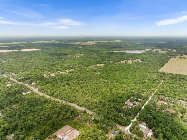 a view of a forest from a tree