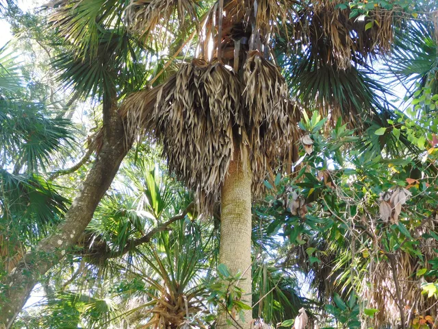 $437,900 | 0 Cheehaw Street, Unit LOT M, Edisto Island, SC 29438